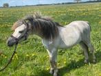 knappe toekomstige kinderpony / menpony 2jr welsh hengstje, Dieren en Toebehoren, Pony's, 0 tot 2 jaar, Hengst, A pony (tot 1.17m)