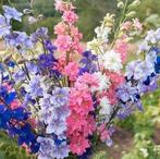 Ridderspoor Ajacis zaden - Imperial mixed, Ophalen of Verzenden, Volle zon