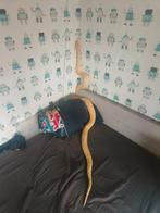 Tijger python man, Dieren en Toebehoren, Reptielen en Amfibieën, Slang, Met terrarium, 3 tot 6 jaar