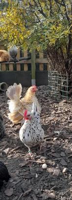 2 serama hennetjes, Dieren en Toebehoren, Pluimvee, Vrouwelijk, Kip