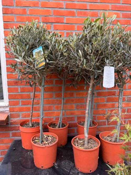 Olijfboom op stam, Tuin en Terras, Planten | Tuinplanten, Overige soorten, Halfschaduw, Zomer, Ophalen