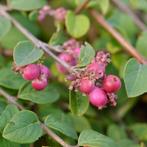 **ACTIE** Symphoricarpus chenaultii hancock, sneeuwbes roze, Ophalen of Verzenden, Overige soorten, Struik, Minder dan 100 cm