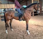 Superbrave 6 jr ruin 1,72 mtr(familie-manege-sport), Dieren en Toebehoren, Paarden, Gechipt, Ruin, 3 tot 6 jaar, L