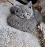 🐈‍⬛ | Raszuivere | Blauw Britse Korthaar | Kittens | 🐈‍⬛, Meerdere dieren, Ontwormd, 0 tot 2 jaar