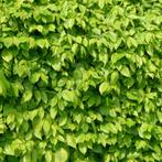 Haagbeuk Carpinus Betulus, Tuin en Terras, Ophalen of Verzenden, Halfschaduw, Overige soorten, 100 tot 250 cm