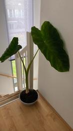 OLIFANTSOOR, Huis en Inrichting, Kamerplanten, 100 tot 150 cm, Overige soorten, Groene kamerplant, Halfschaduw