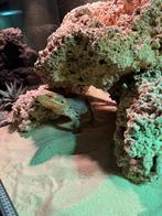 Te koop baardagame, Dieren en Toebehoren, Reptielen en Amfibieën, Hagedis, Met terrarium, 0 tot 2 jaar