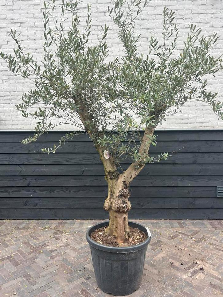 Olijfboom vertakt stamomtrek 40/50, Tuin en Terras, Planten | Bomen, Olijfboom, 100 tot 250 cm, Volle zon, Zomer, Ophalen