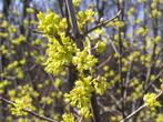 Gele Kornoelje - Cornus Mas, Winter, 100 tot 250 cm, Volle zon, In pot