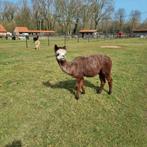 Alpaca merrie Rosé grey met  evt .hengstenveulen, Dieren en Toebehoren, Overige Dieren, Vrouwelijk, Voor 1 juli 2024