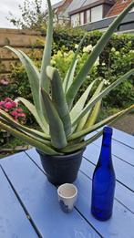 aloe vera, Huis en Inrichting, Kamerplanten, Ophalen, Overige soorten, Volle zon, Minder dan 100 cm