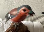 Goudvink, Dieren en Toebehoren, Vogels | Overige Vogels, Meerdere dieren, Tropenvogel