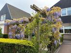 Blauwe Regen inclusief het hout werk, Ophalen of Verzenden, Overige soorten, 100 tot 250 cm