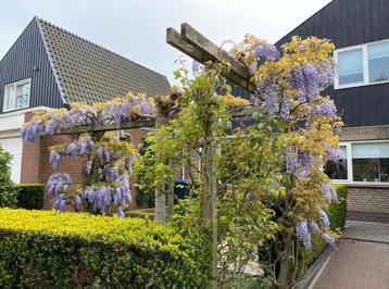 Blauwe Regen inclusief het hout werk beschikbaar voor biedingen