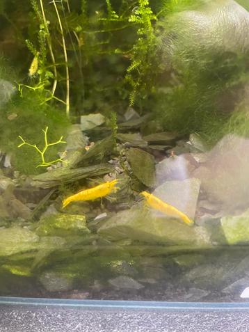 Mix garnalen op kleur beschikbaar voor biedingen