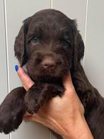 Mini/medium chocolade bruine labradoodles australian bloed, Dieren en Toebehoren, Overige rassen, CDV (hondenziekte), 8 tot 15 weken