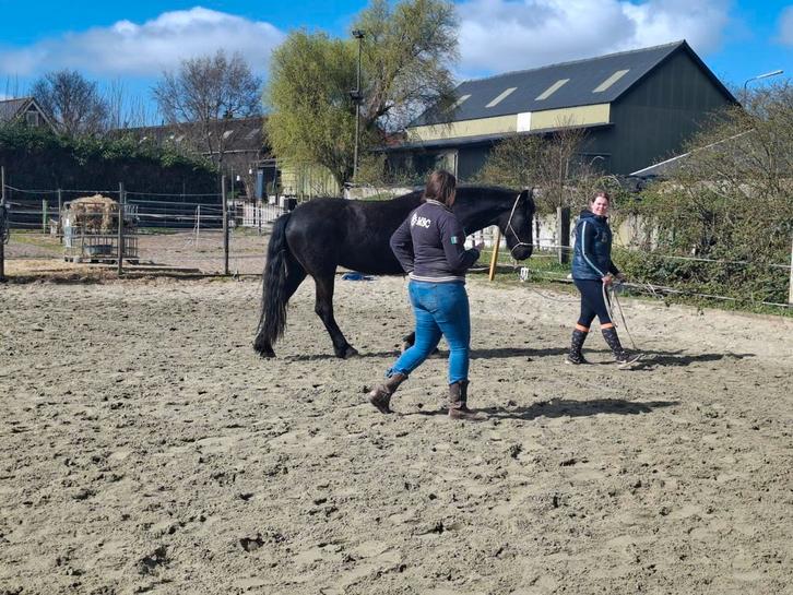 Paarden training en instructie - Horsemanship, Diensten en Vakmensen, Dieren | Paarden | Verzorging, Oppas en Les, Gedragstraining