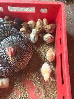Mooi kuiken Cochin en zijdehoen, Dieren en Toebehoren, Pluimvee, Vrouwelijk, Kip