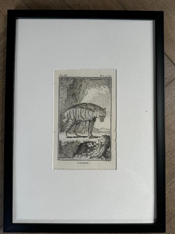 OUD 1770 Hyena Antieke Plaat 250 jaar Oud!, Antiek en Kunst, Kunst | Etsen en Gravures, Ophalen of Verzenden