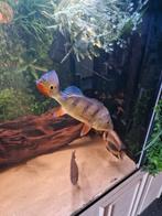 Cichla kelberi, Vis, Zoetwatervis