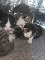 kittens zoeken een goud mandje, Meerdere dieren