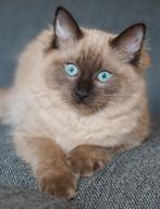 Liefste ragdoll kitten (kater) met STAMBOOM, Dieren en Toebehoren, Katten en Kittens | Raskatten | Langhaar, Kater, Gechipt, 0 tot 2 jaar