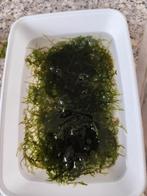 Aquarium mos.  € 3,50, Slak of Weekdier