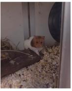 Goudhamster spoed, Dieren en Toebehoren, Knaagdieren, Hamster, Februari, Mannelijk, Tam