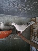 Tortelduiven Lachduiven Grijs / Grijspastel, Meerdere dieren, Tropenvogel, Geringd