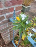 Guldenroede, Tuin en Terras, Planten | Tuinplanten, Ophalen, Overige soorten, Volle zon