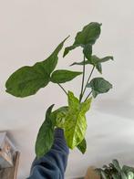 Syngonium mojito/ mottled, Huis en Inrichting, Kamerplanten, Overige soorten, Minder dan 100 cm, Ophalen of Verzenden, Halfschaduw