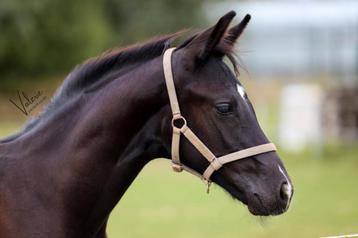 1e premie Hengstveulen First Magic x Florencio x Donatelli  beschikbaar voor biedingen