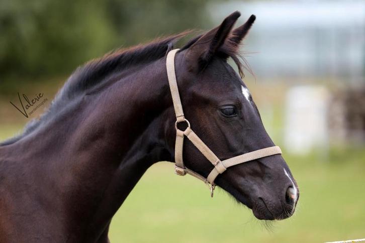 1e premie Hengstveulen First Magic x Florencio x Donatelli, Dieren en Toebehoren, Paarden, Hengst