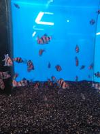 Purperkop 4,25 pst desgewenst bezorgd aan huis, Dieren en Toebehoren, Vissen | Aquariumvissen, Vis