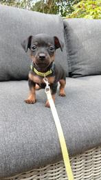 Dwergpincher/Chiwawa pup, Dieren en Toebehoren, Rabiës (hondsdolheid), 8 tot 15 weken, Eén hond, Nederland
