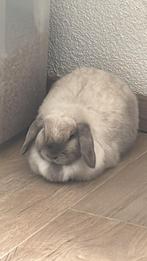Minlop konijn, Dieren en Toebehoren, Konijnen, Mannelijk