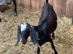 Tk nubische geit van 2024, Dieren en Toebehoren, Schapen, Geiten en Varkens, Vrouwelijk, Geit