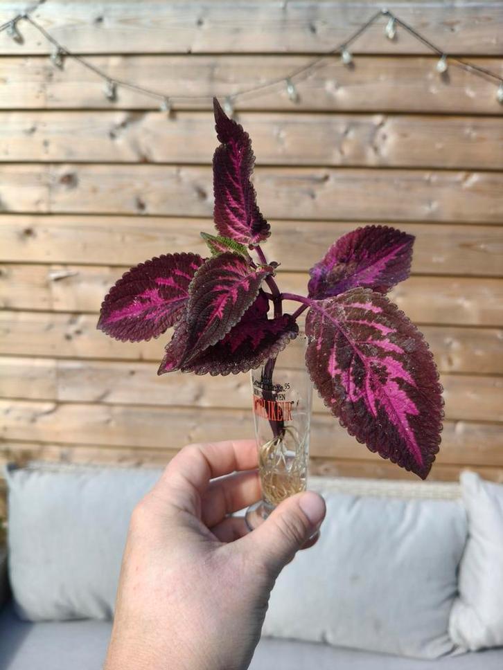 Siernetel / Coleus stekjes, Tuin en Terras, Planten | Tuinplanten, Vaste plant, Siergrassen, Volle zon, Ophalen