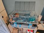 Hamsterkooi ferplast large, Dieren en Toebehoren, Knaagdieren en Konijnen | Hokken en Kooien, Kooi, Gebruikt, Hamster, Minder dan 75 cm