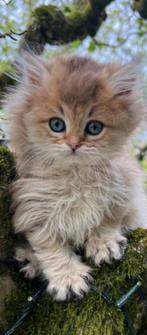 Brits korthaar kitten met stamboom en fokverbod!, Dieren en Toebehoren, Katten en Kittens | Raskatten | Korthaar, 0 tot 2 jaar
