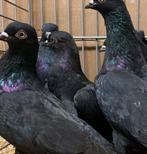 24 Wener Hoogvliegers vliegtype, Meerdere dieren, Tuimelaar of Roller