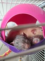 Drie tamme ratten, Dieren en Toebehoren, Knaagdieren, Rat, Mannelijk, Mei, Tam