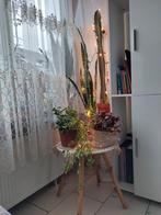 10 soort kamer planten, Ophalen, Halfschaduw, Minder dan 100 cm