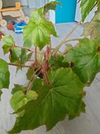 Begonia, Ophalen, Overige soorten, Minder dan 100 cm