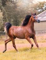 Knappe 2,5 jarige arabisch volbloed ruin, Dieren en Toebehoren, Paarden, Hengst, 0 tot 2 jaar