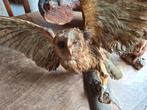 Prachtige opgezette uil / taxidermie / opgezet, Ophalen, Zo goed als nieuw, Vogel, Opgezet dier