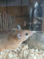 5 Sanai stekelmuizen, Maart, Muis, Vrouwelijk, Tam