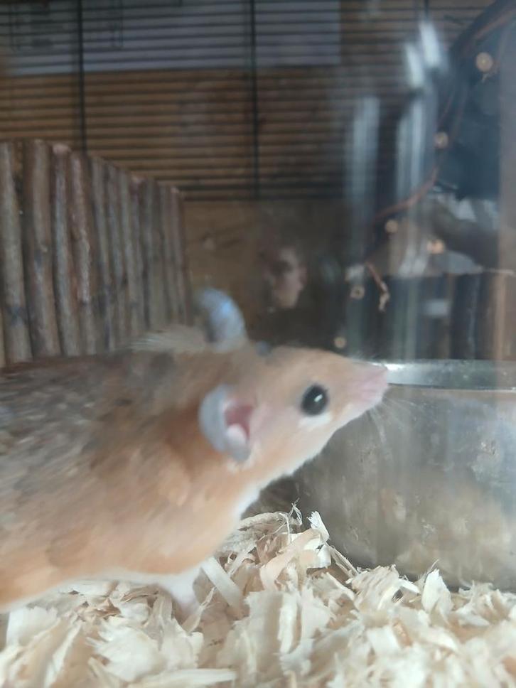 5 Sanai stekelmuizen, Dieren en Toebehoren, Knaagdieren, Vrouwelijk, Muis, Maart, Tam