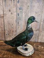 opgezette smaragd eend ``WOONWINKEL RUSTIEK``, Ophalen of Verzenden, Zo goed als nieuw, Vogel, Opgezet dier