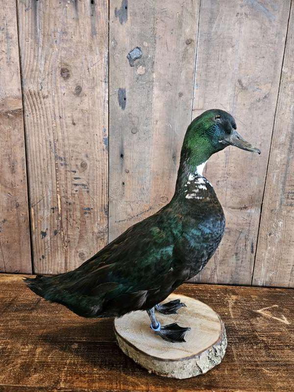 opgezette smaragd eend ``WOONWINKEL RUSTIEK``, Verzamelen, Dierenverzamelingen, Zo goed als nieuw, Opgezet dier, Vogel, Ophalen of Verzenden